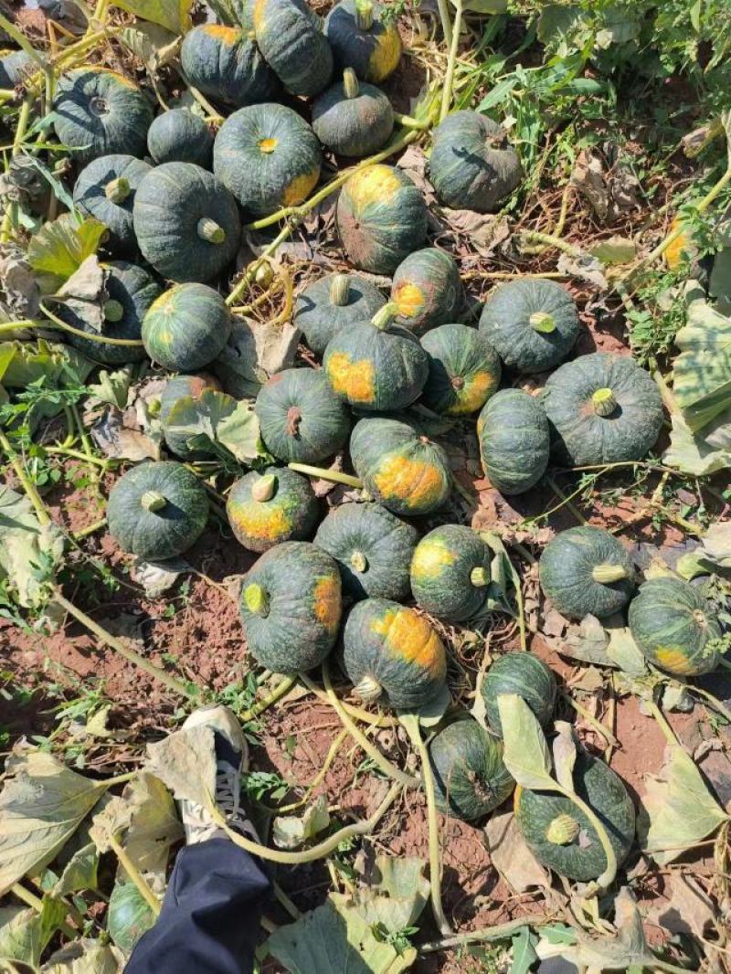 板栗薯南瓜软糯香甜大量供应价格量大更优惠