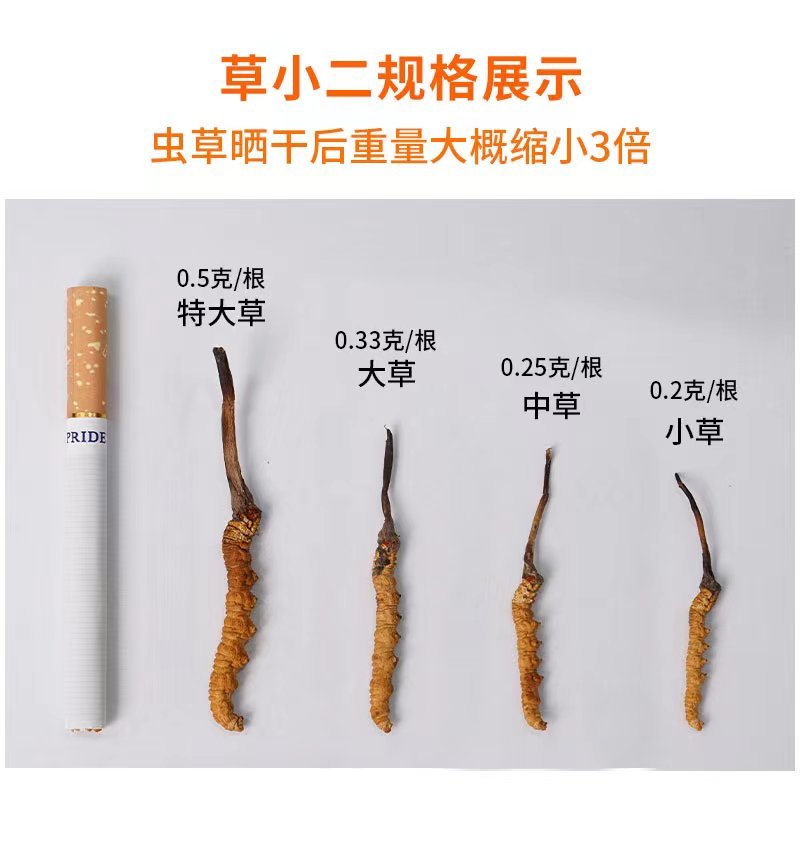 西藏那曲虫草