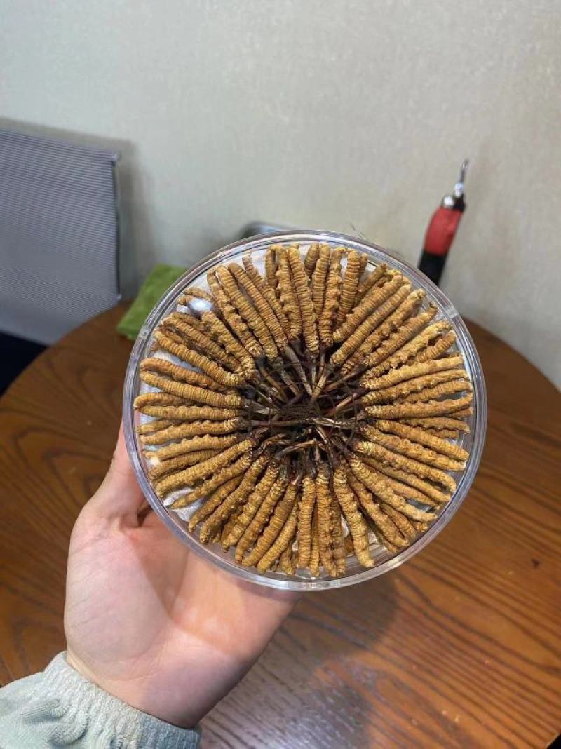 西藏那曲虫草