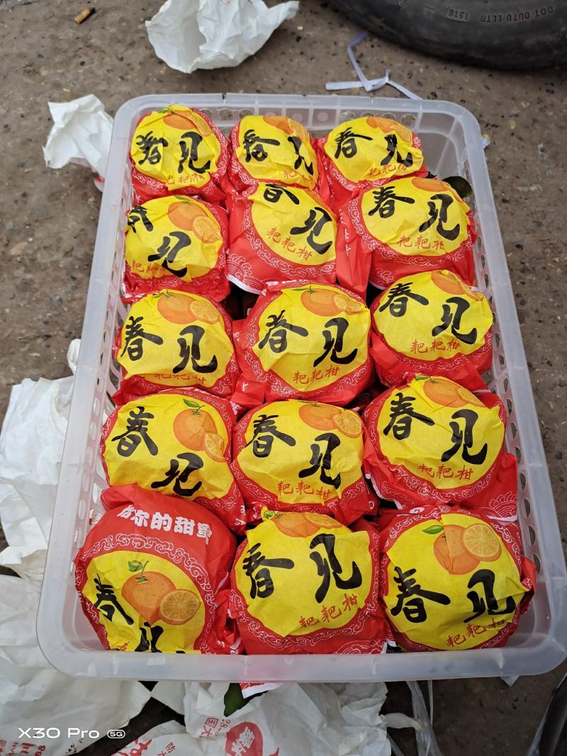 粑粑柑柑橘春见【粑粑柑】正宗四川原产地量大质优