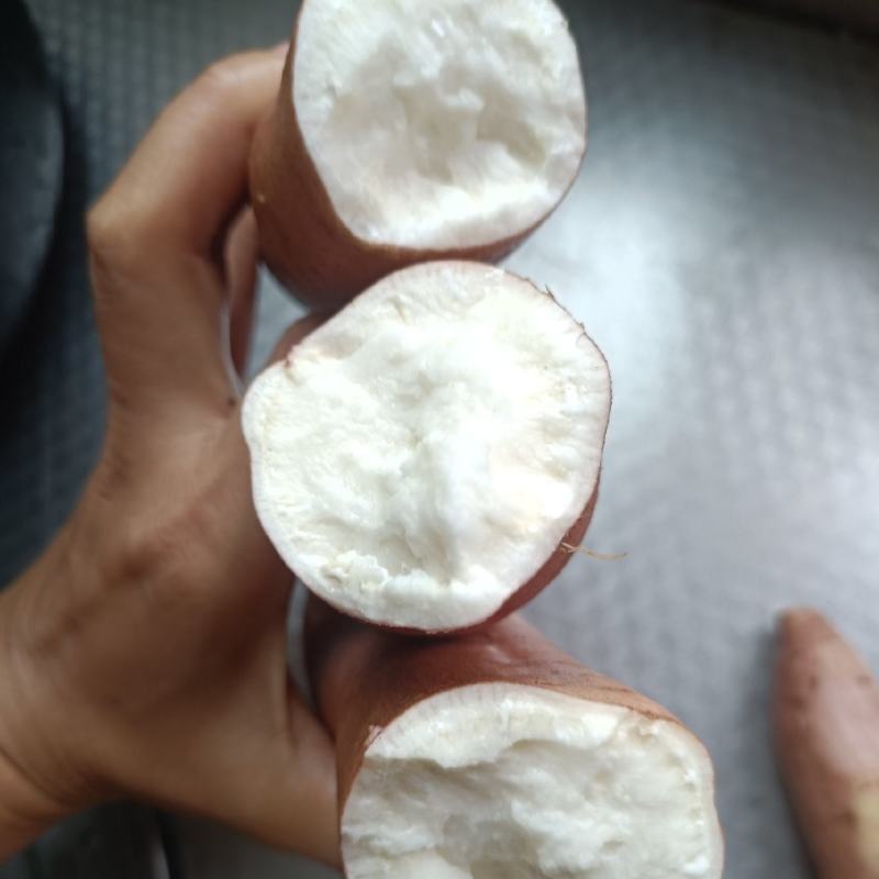 山东夏津地瓜原产地长条白哈蜜口感特别糯甜无丝可视频看货