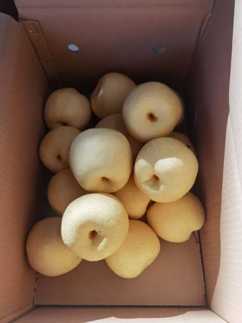 酥梨大量上市