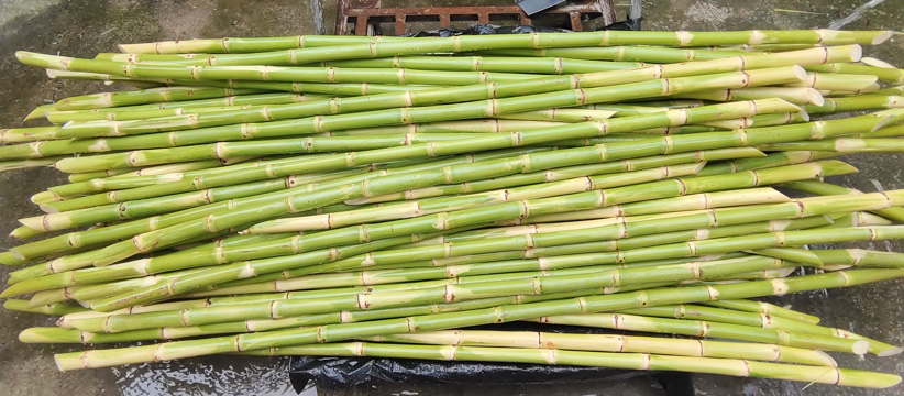 青皮甘蔗与黑皮甘蔗对比图