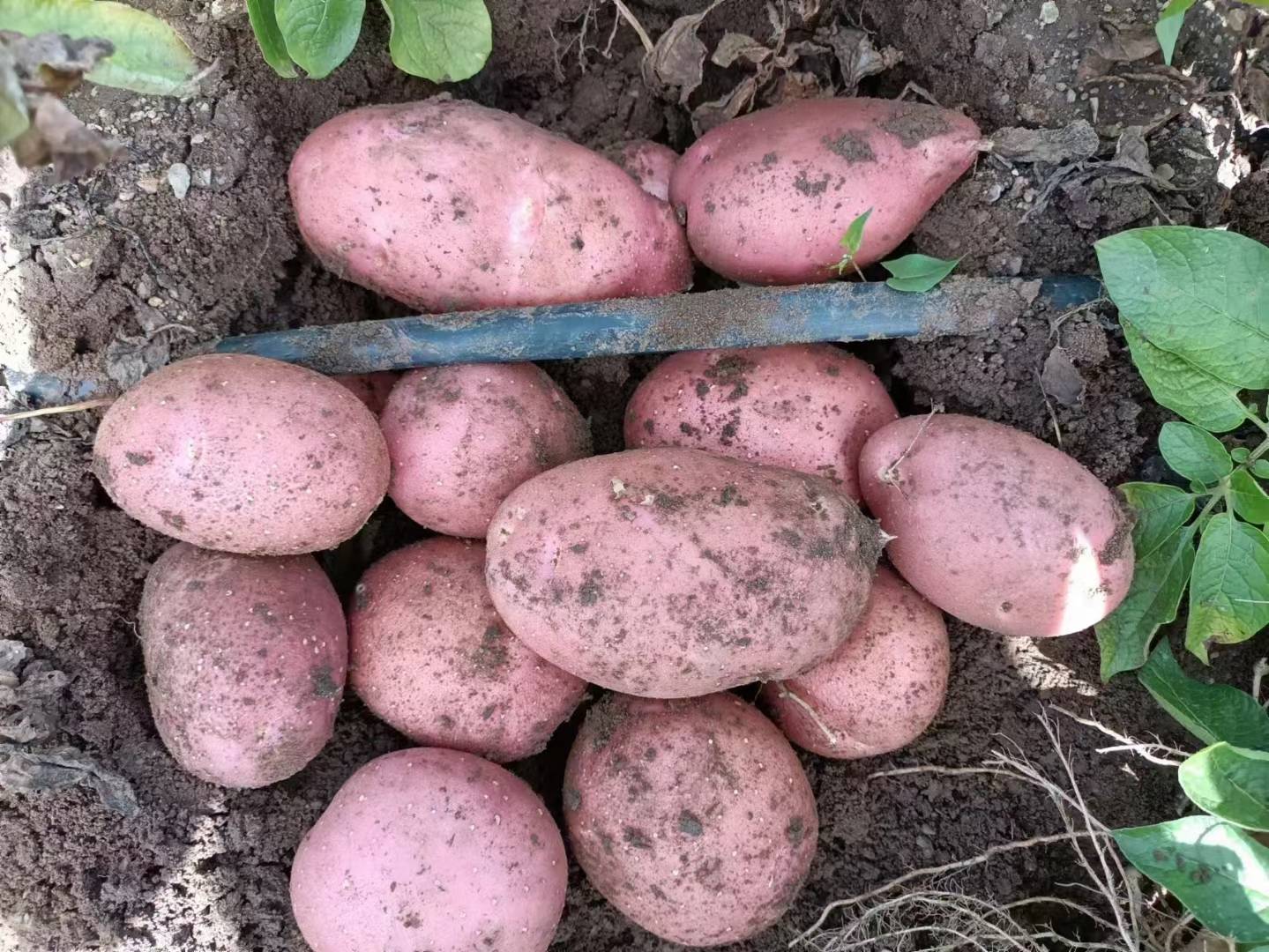 雪峰188松花菜超市专柜陈列实景，透明保鲜盒装，每盒标注“采摘日期+产地GPS坐标+农残检测码”，旁设手机扫码查看“红苕菜图片”生长全过程短视频二维码