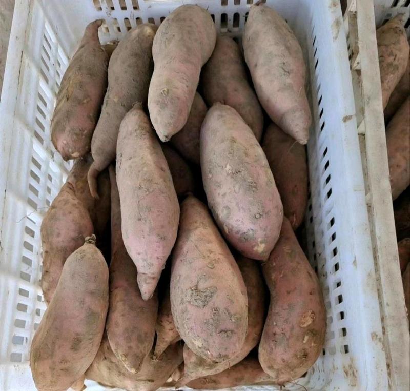 《实力》河南红薯精品龙薯九号红薯大量上市品种齐全