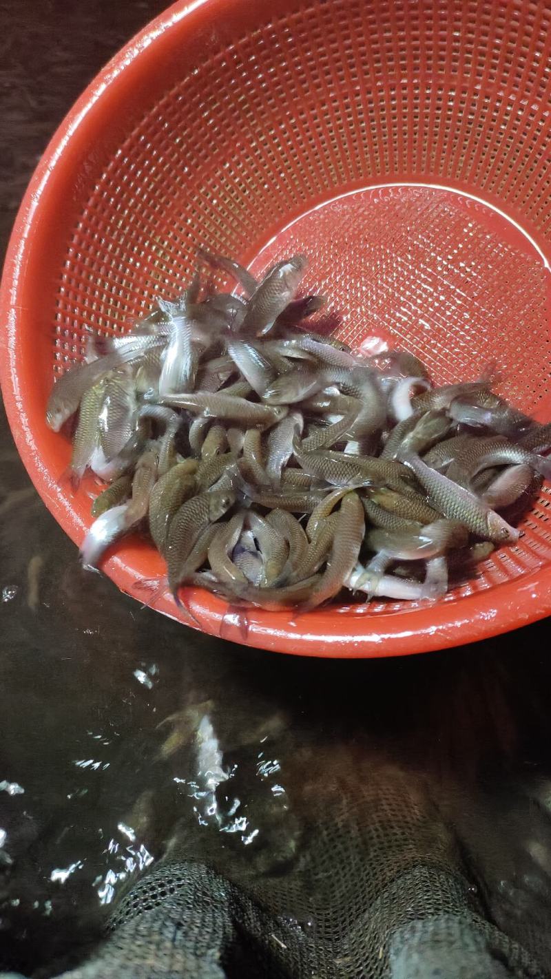 清波鱼苗又叫中华倒刺鲃，名特优鱼肉质细嫩爽滑，市场价值高