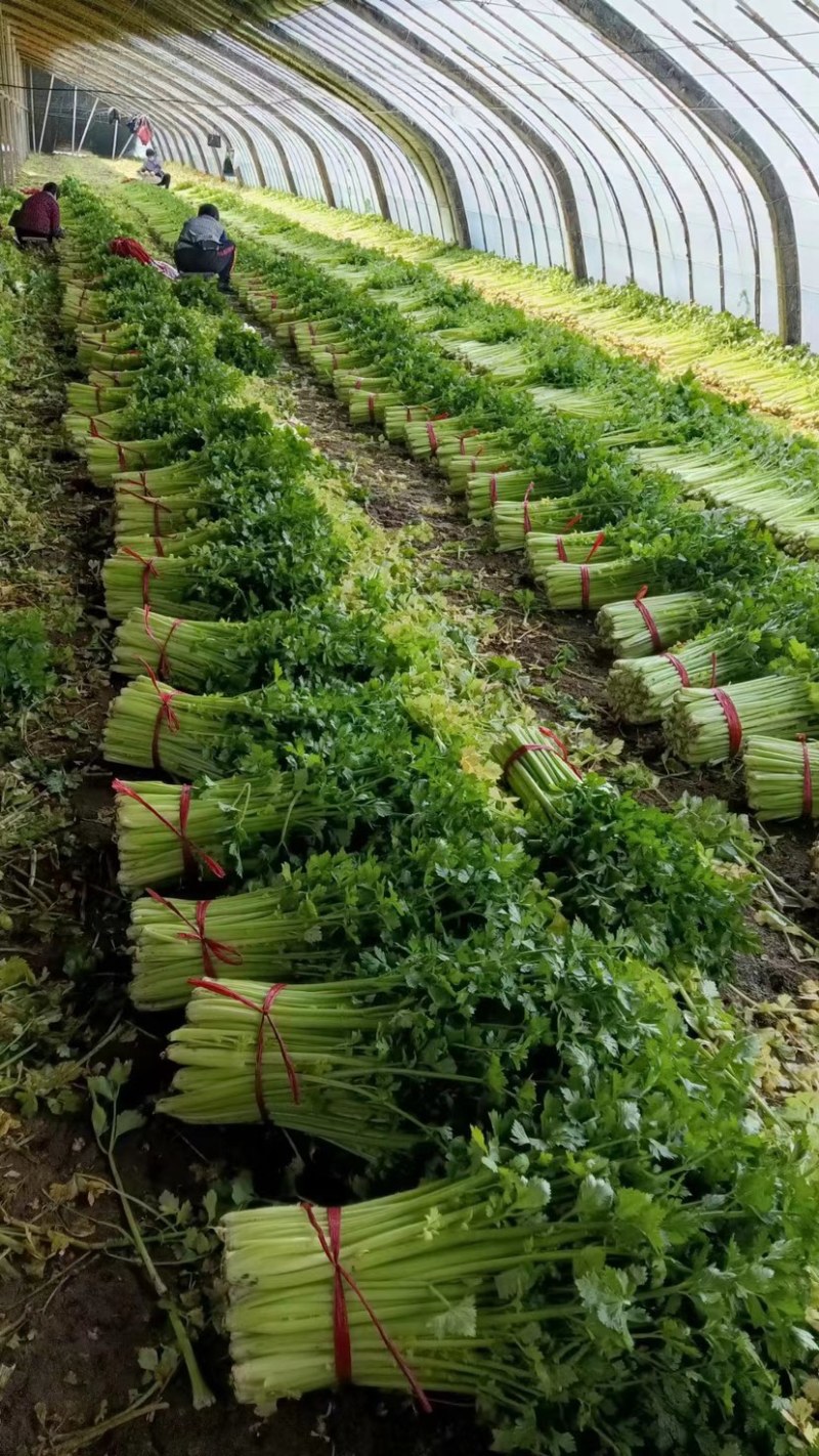 诸城原产地精品细颗西芹大量上市，货源充足，质量保证