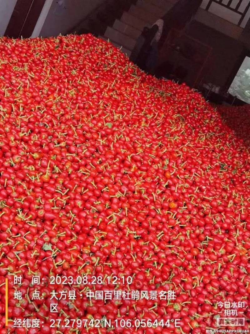 贵州农家种植珠子椒