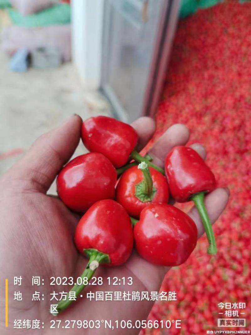 贵州农家种植珠子椒