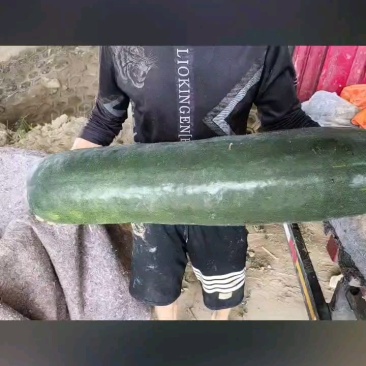 山东鱼台黑皮冬瓜一手货源，15斤以上陆地冬瓜……