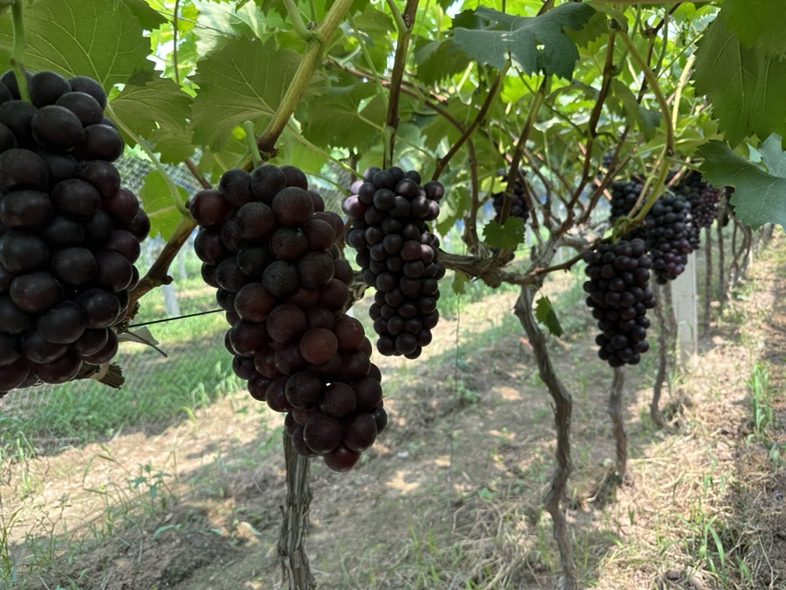 户太八号葡萄果园实景