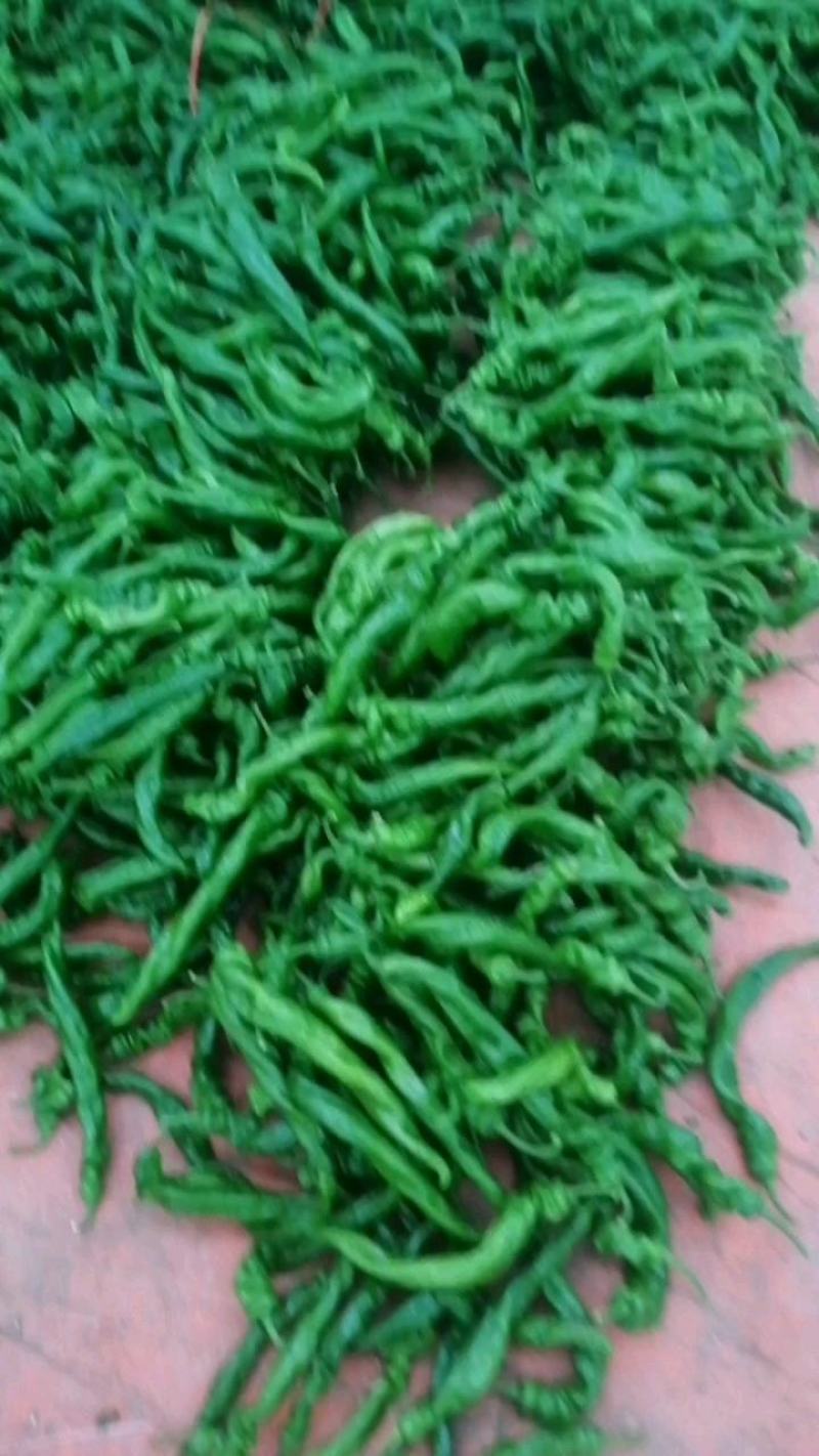 龙椒山东原产地，龙椒，线椒，圆椒，杭椒，辣妹子，麻辣椒，
