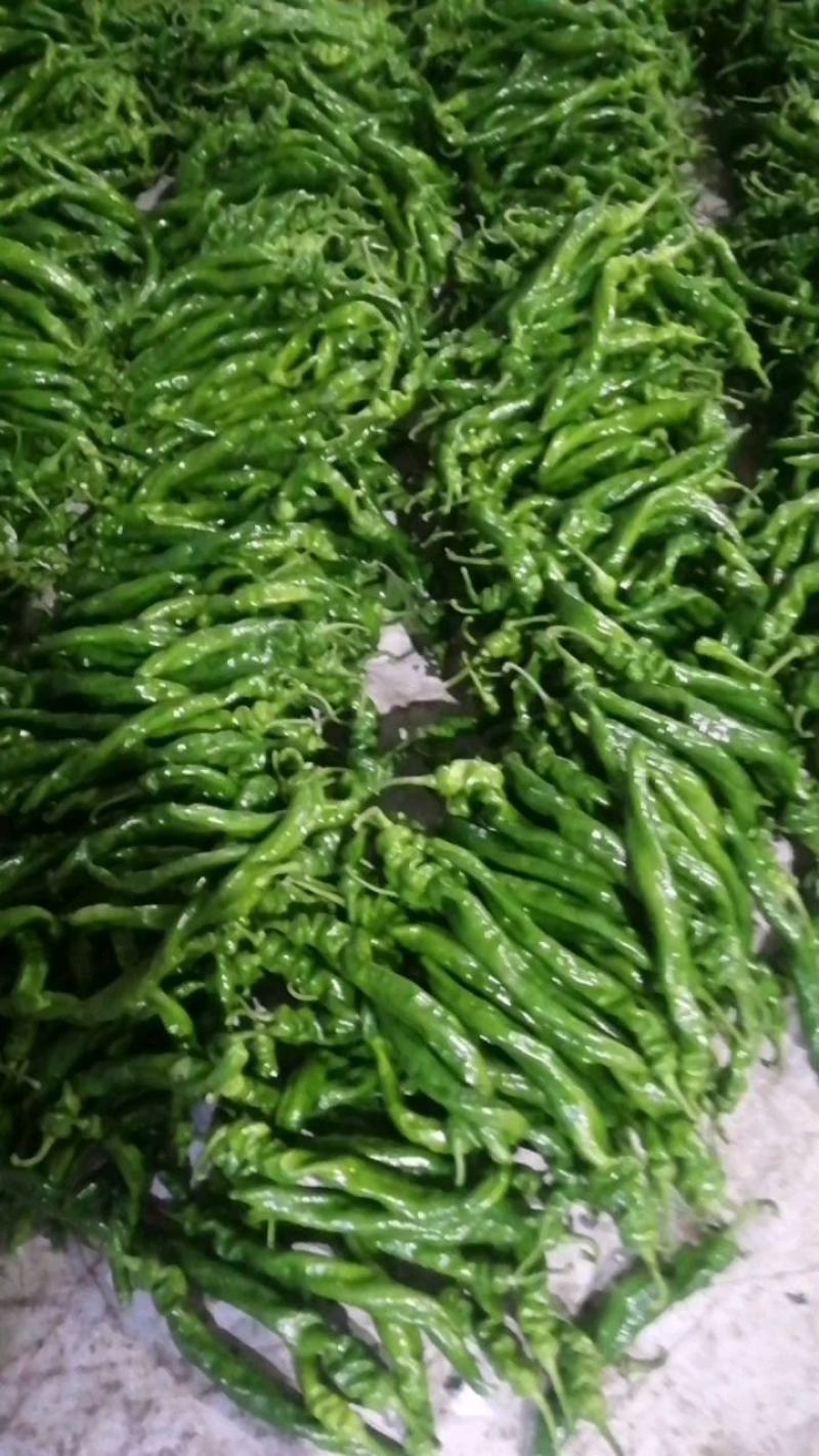 龙椒山东原产地，龙椒，线椒，圆椒，杭椒，辣妹子，麻辣椒，