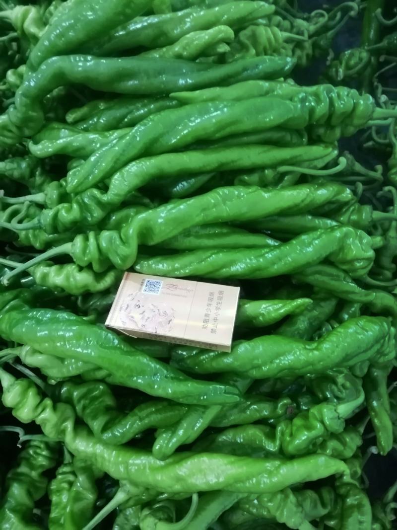 龙椒山东原产地，龙椒，线椒，圆椒，杭椒，辣妹子，麻辣椒，