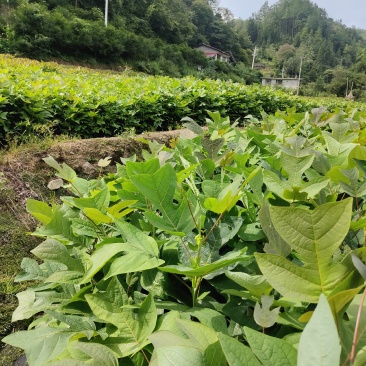 马褂木苗，鹅掌楸优质马褂木苗，规格齐全。欢迎咨询选购。