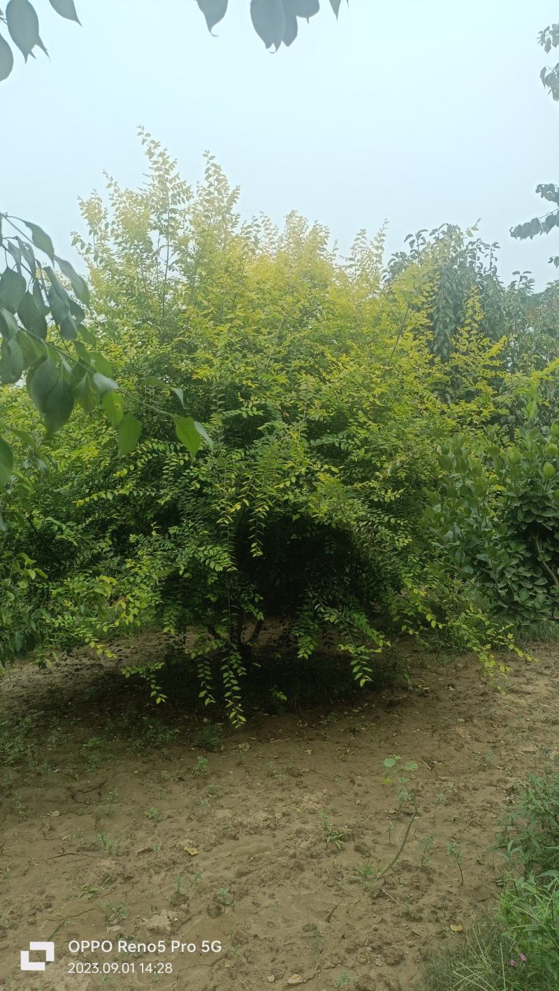 丛生金叶榆，榆树，圆冠榆，垂榆