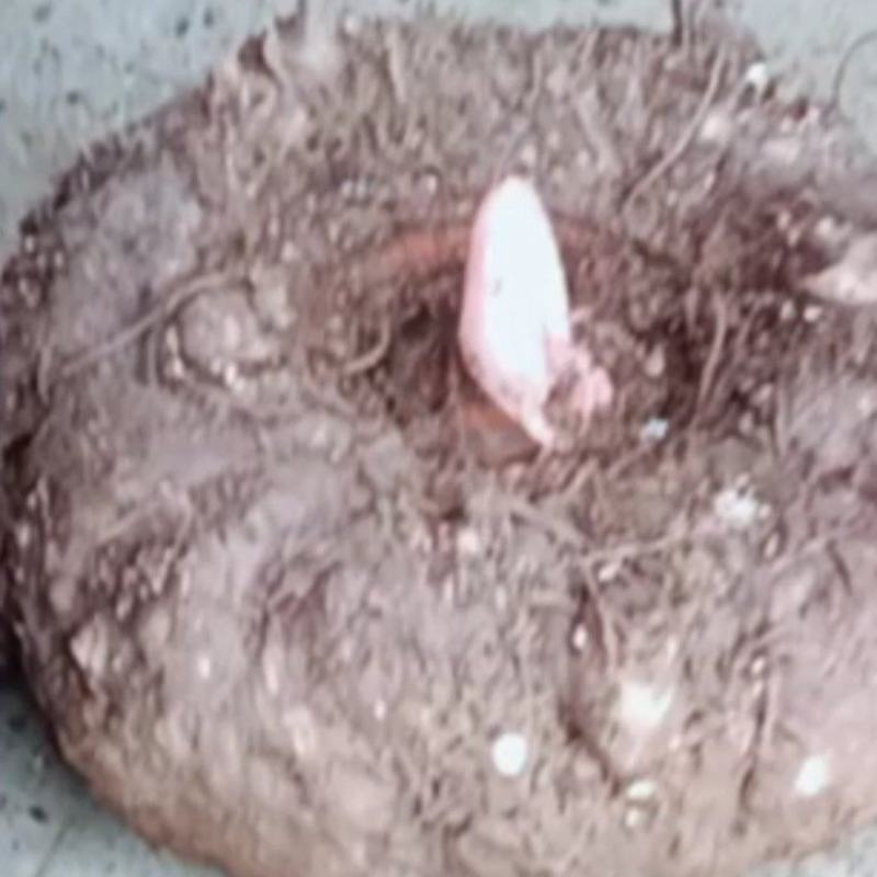 魔芋精品魔芋豆腐魔芋批发商对接联系合作共赢专用链接