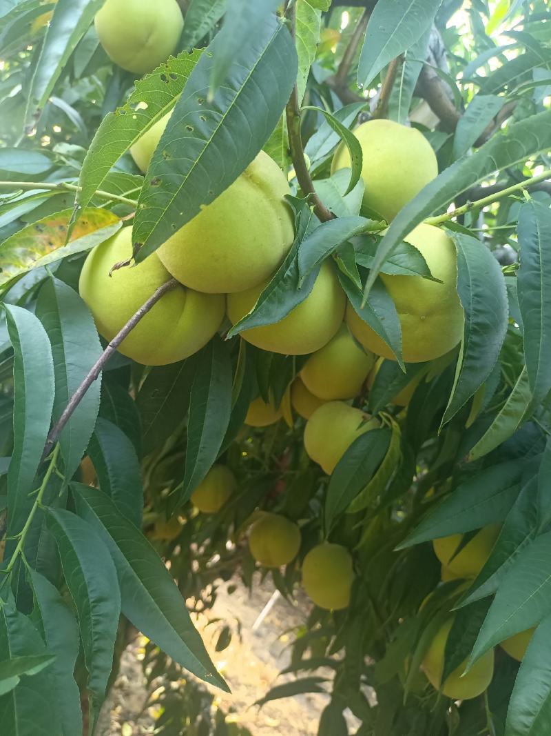 江苏