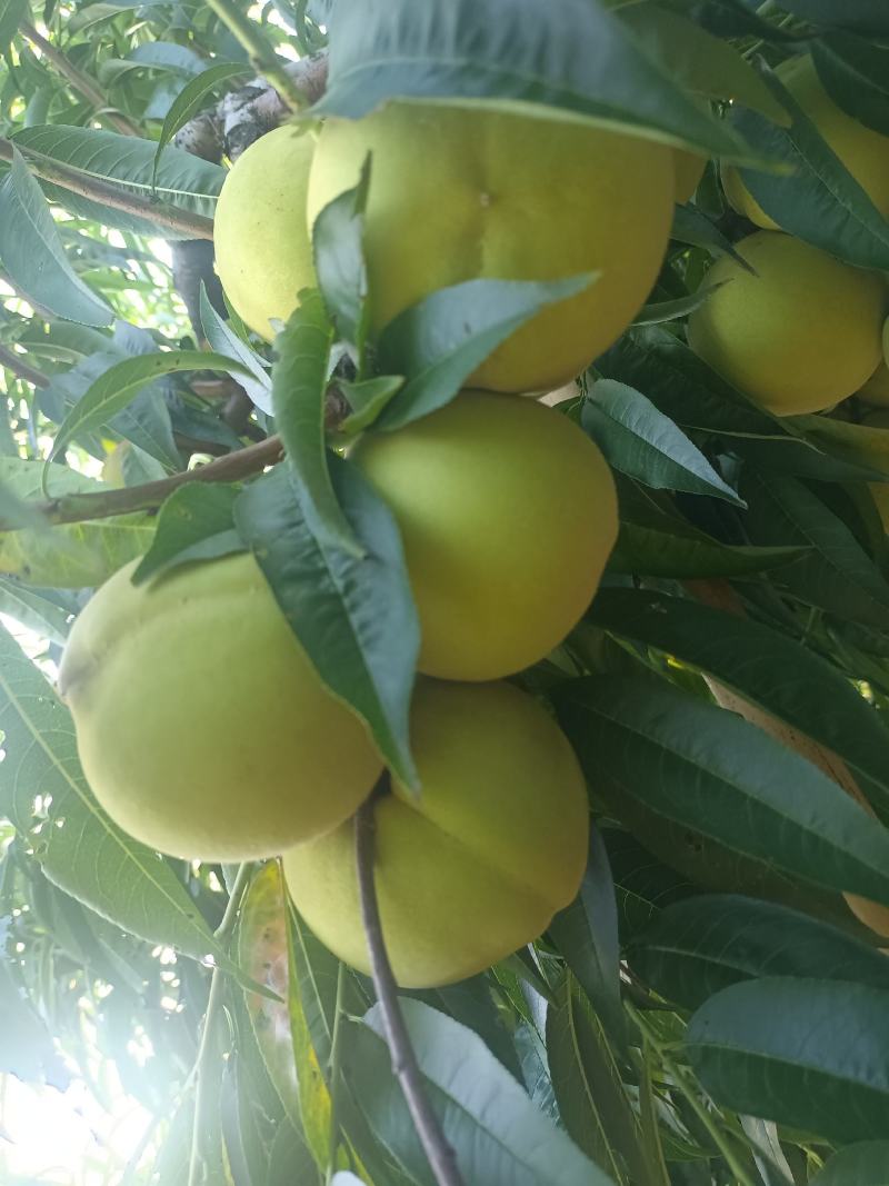 江苏
