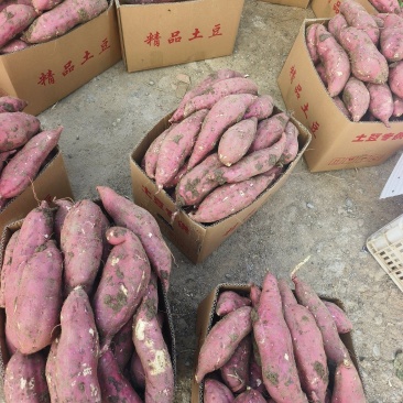 商薯19，西瓜红，龙九，红薯，市场货，工厂货，产地直发