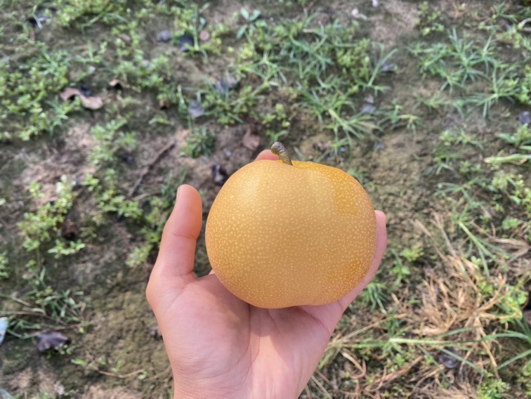 鸭梨与其他水果对比图