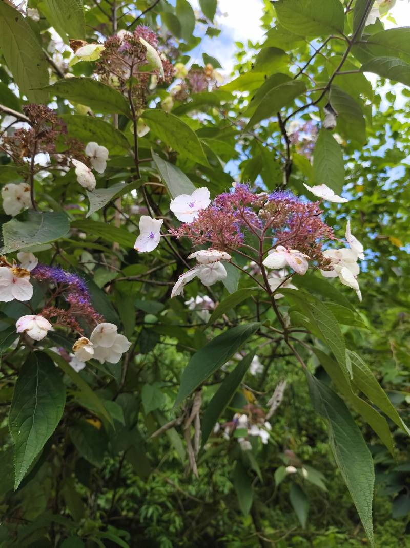 百草花蜂蜜(秋花蜂蜜)自家养殖，质量优良