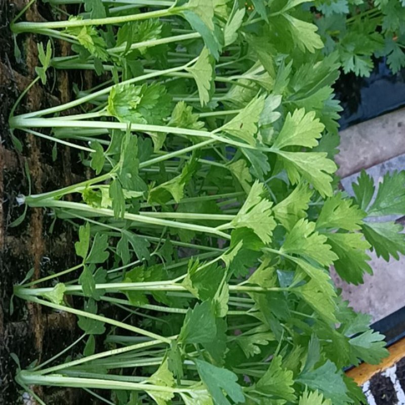 芹菜苗