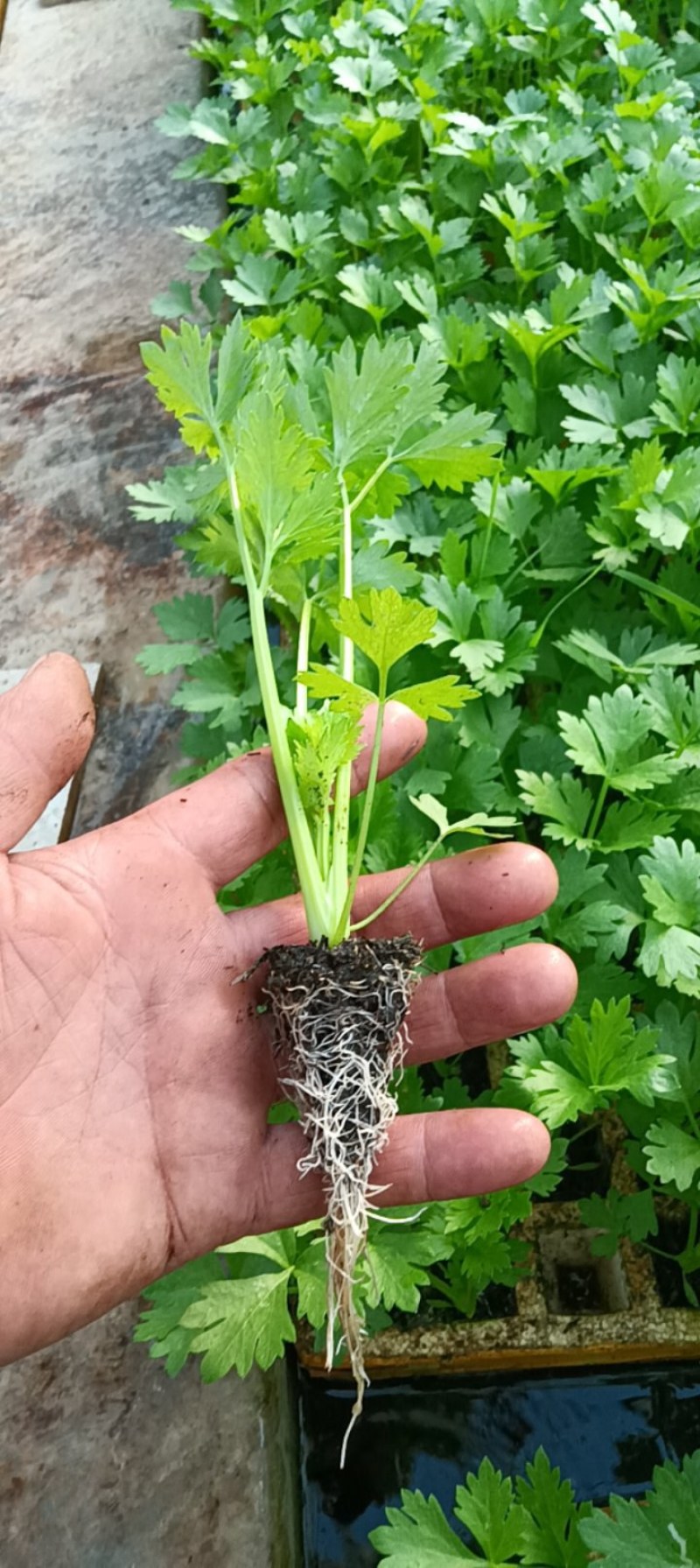 芹菜苗