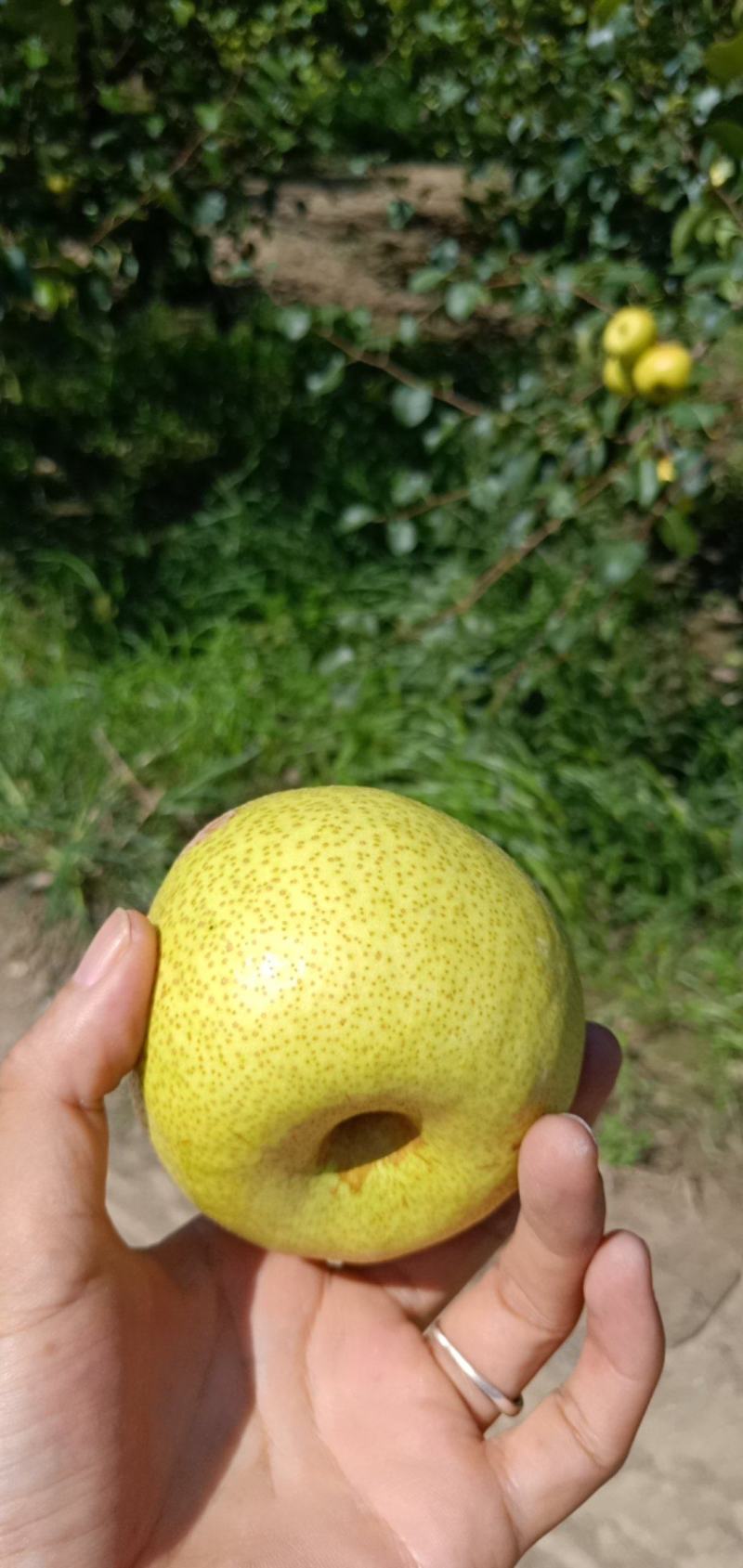 自己爸妈在老家种植的金顶谢花酥梨成熟了，需要的老板联系我