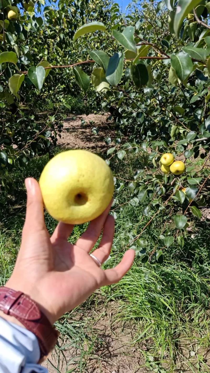 自己爸妈在老家种植的金顶谢花酥梨成熟了，需要的老板联系我