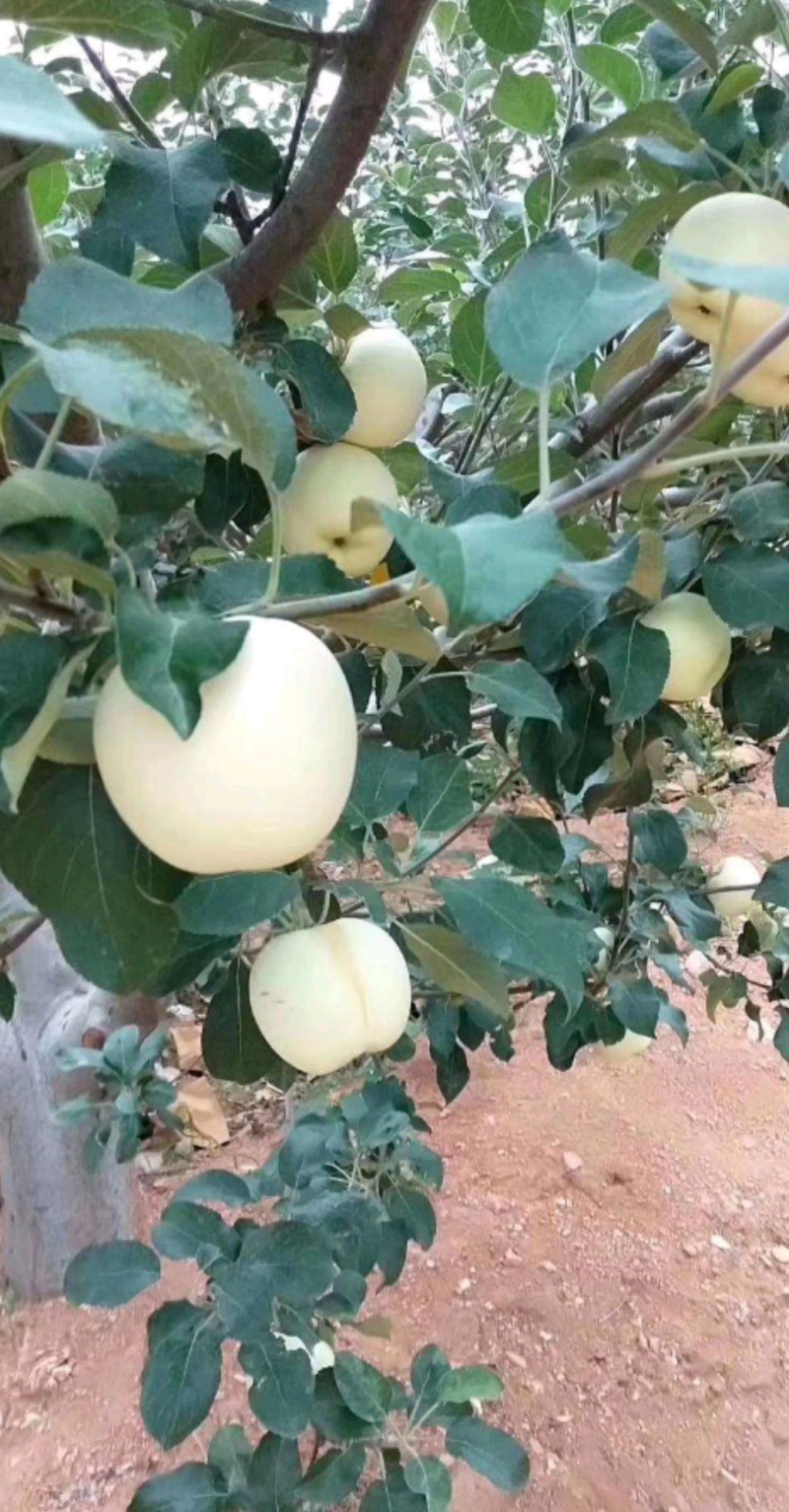 黄元帅苹果产地直销，全国发货