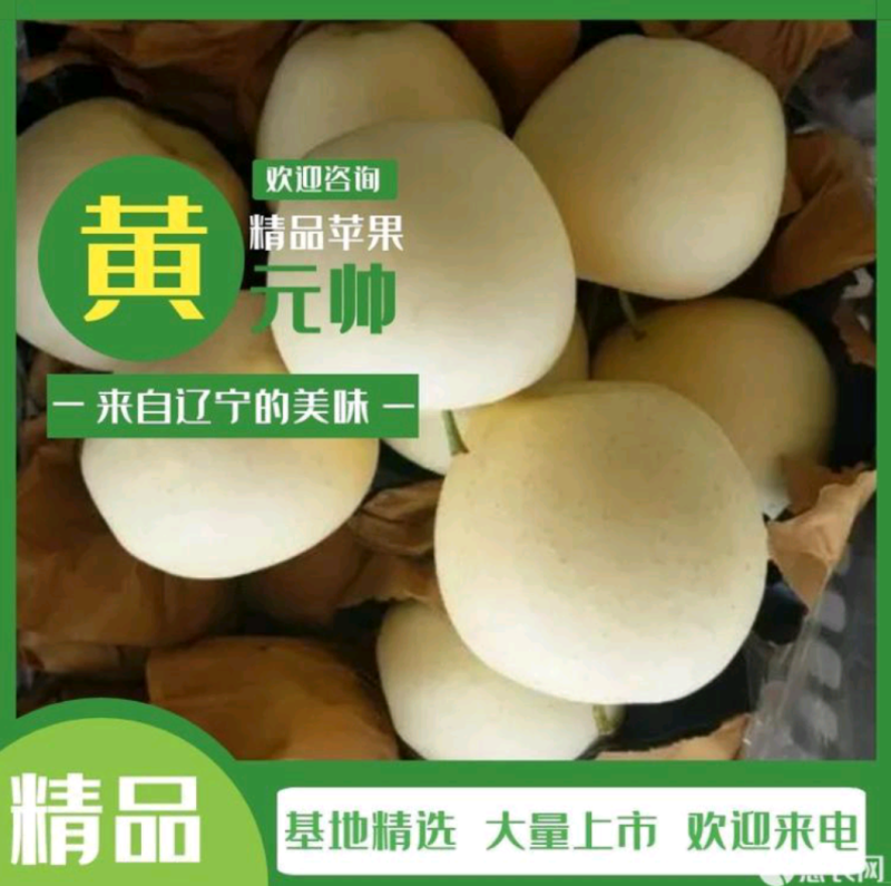 黄元帅苹果产地直销，全国发货