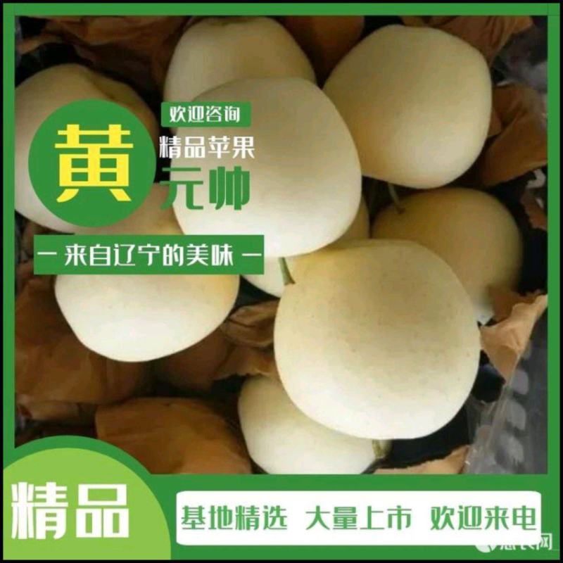 黄元帅苹果产地直销，全国发货