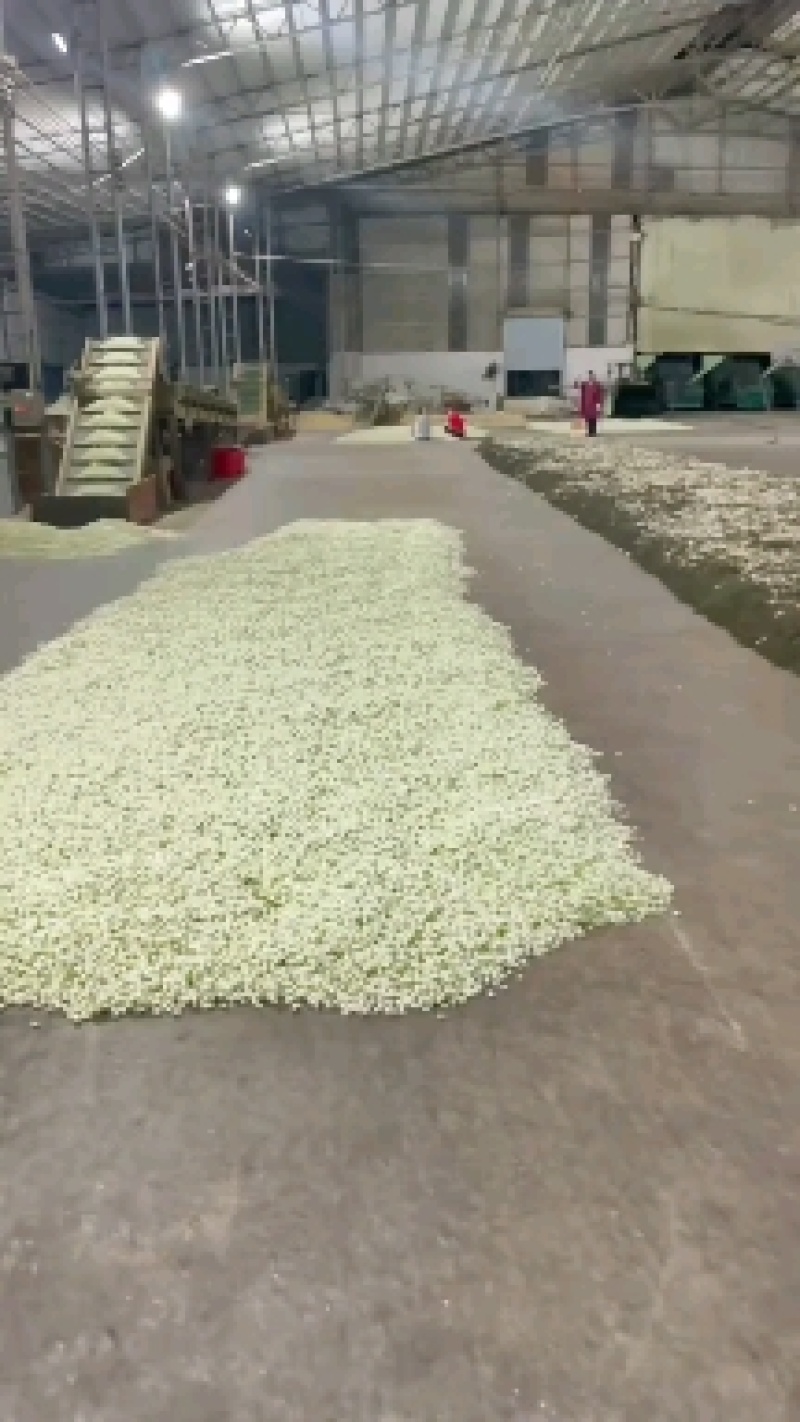 茉莉花苞花蕾茉莉花茶茉莉花朵茉莉花干开花茉莉干茶批