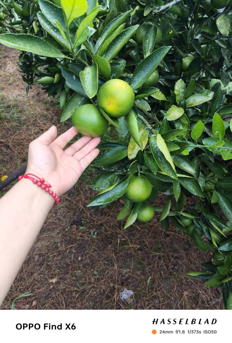 青皮特早蜜橘大量上市