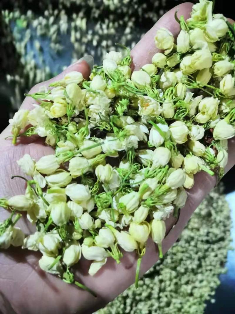 茉莉花苞花蕾茉莉花茶茉莉花朵茉莉花干开花茉莉干茶批