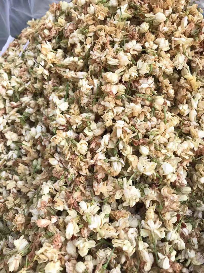 茉莉花苞花蕾茉莉花茶茉莉花朵茉莉花干开花茉莉干茶批