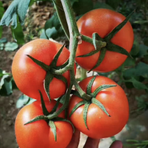 电商西红柿社团拼多多河马淘菜菜等食堂赶集货等