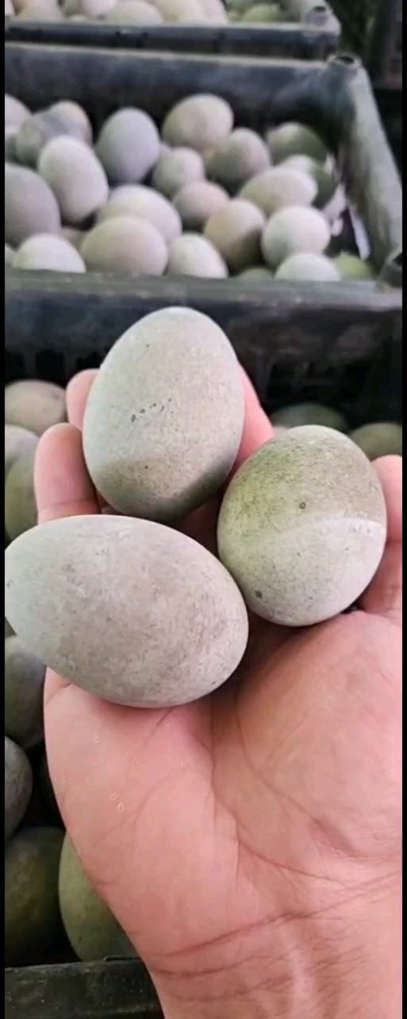 江西厂家直销【松花蛋】质量可靠价格便宜价格优惠空间大