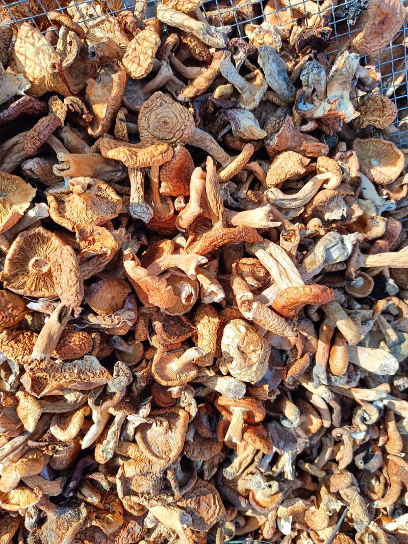 松树菌松乳菇奶香菌铜绿菌大喇叭张寒菌谷熟菌雁来菌干货