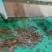 茶农直发茶味正农
