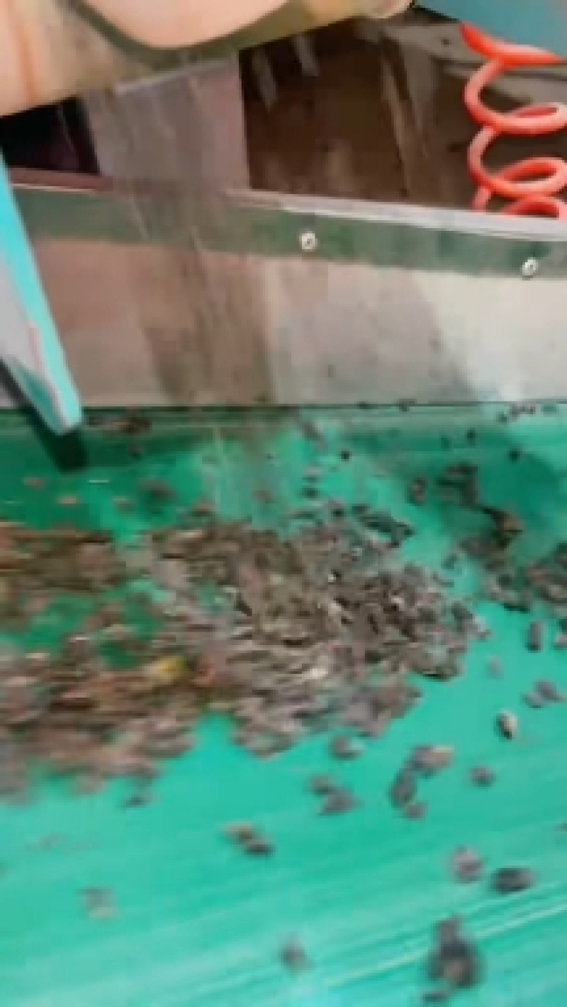 茶农直发茶味正农