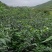 云南白洋姜
