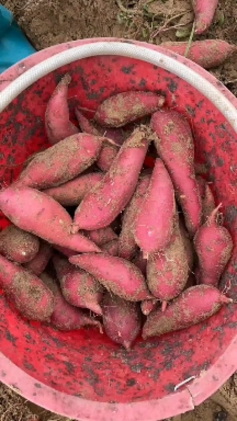 纯沙地西瓜红密薯颜色好口感糯甜，条形好，价格便宜