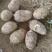 【优选】新鲜芋头软糯香甜芋头8520产地直发欢迎订购