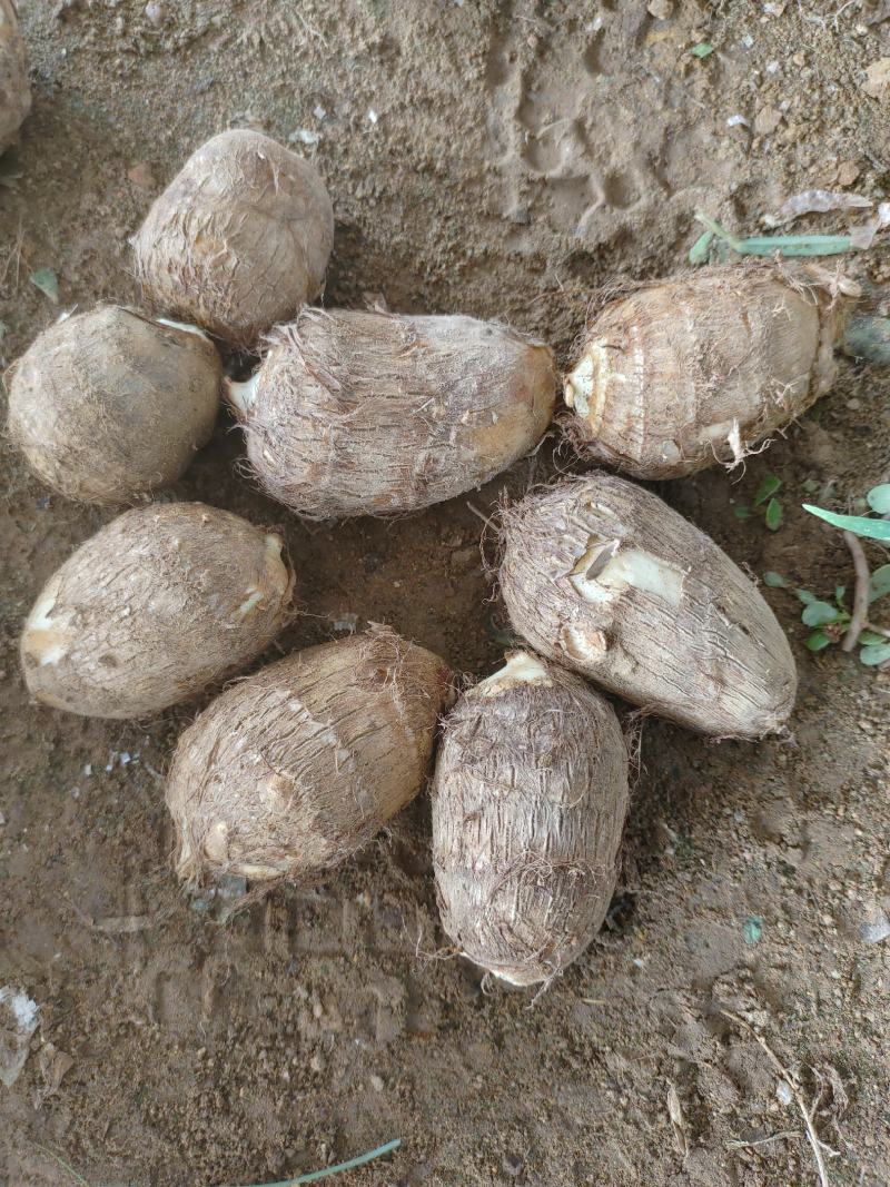 【优选】新鲜芋头软糯香甜芋头8520产地直发欢迎订购
