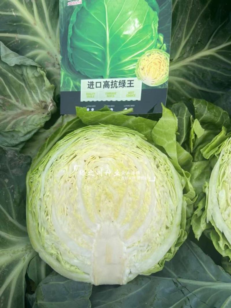 进口高抗绿王甘蓝种子口感甜脆外球全绿圆包菜种子松软耐裂