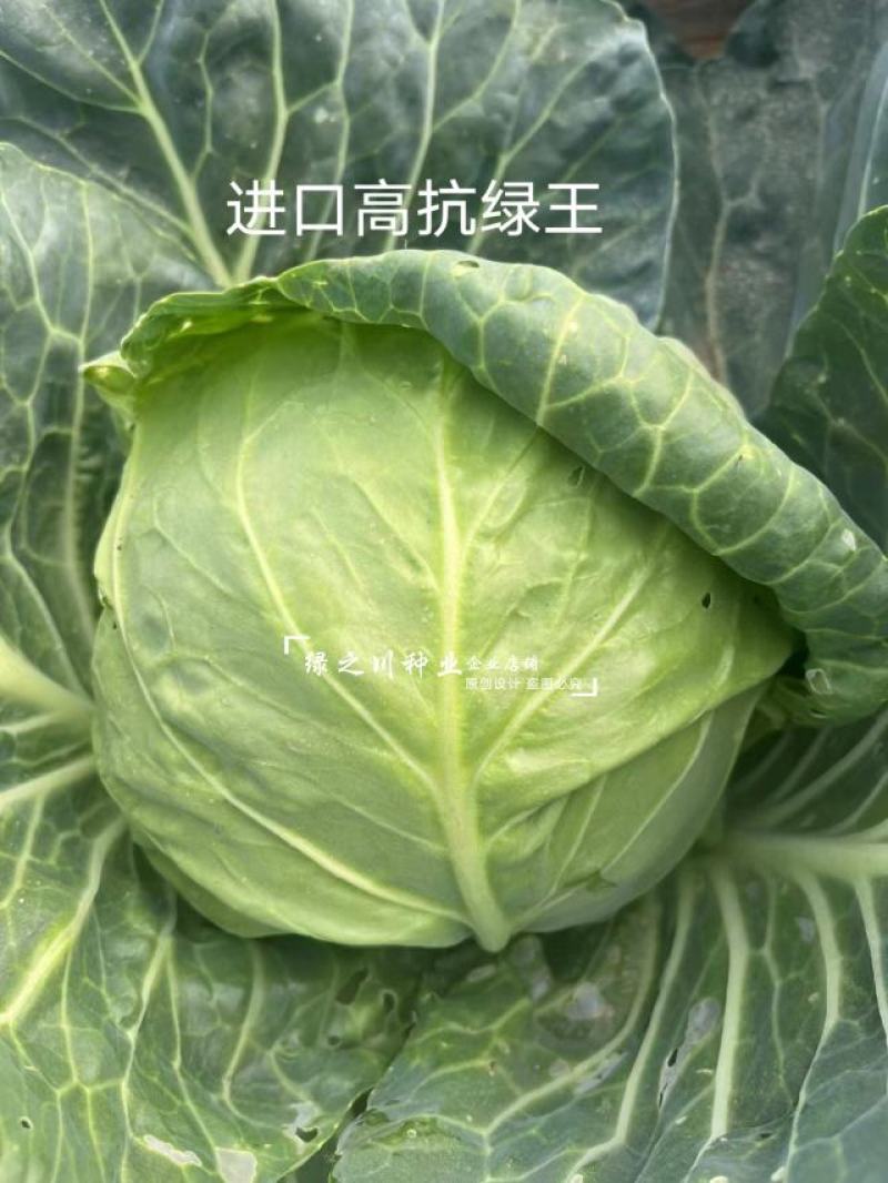 进口高抗绿王甘蓝种子口感甜脆外球全绿圆包菜种子松软耐裂