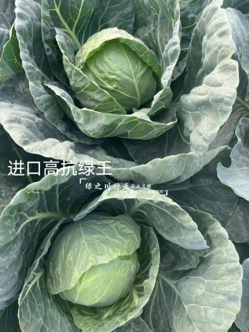进口高抗绿王甘蓝种子口感甜脆外球全绿圆包菜种子松软耐裂