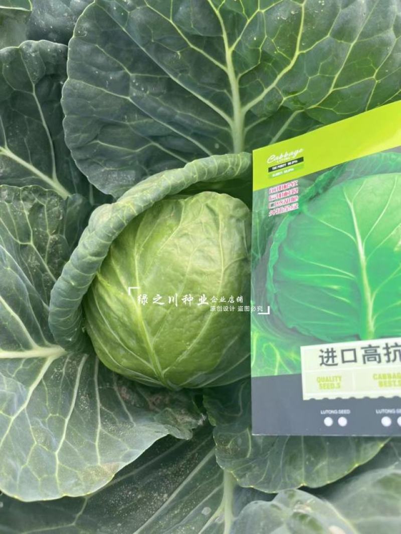 进口高抗绿王甘蓝种子口感甜脆外球全绿圆包菜种子松软耐裂